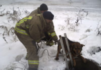 Роздільнянські рятувальники витягнули з водогінного колодязя собаку