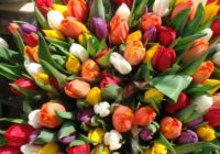 В Україну з початку року імпортовано 700 тонн квітів