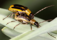 Західний кукурудзяний жук –  небезпечний шкідник кукурудзи