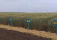 На Одещині СБУ запобігла відчуженню державних земель сільгосп призначення на майже 200 мільйонів гривень