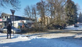 У центрі Роздільної впало велике дерево У центрі Роздільної впало велике дерево