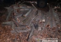 Поліцейські викрили двох жителів Роздільнянського району у незаконній порубці лісу