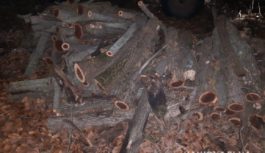 Поліцейські викрили двох жителів Роздільнянського району у незаконній порубці лісу Поліцейські викрили двох жителів Роздільнянського району у незаконній порубці лісу