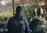 СБУ знешкодила наркоугруповання на Одещині