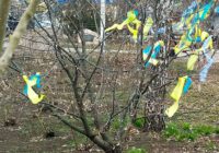 У місяць незламності України роздільнянці патріотично прикрасили дерева