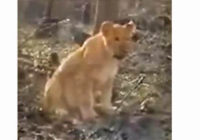 На кордоні з Одеською областю помітили лева у лісі(відео)