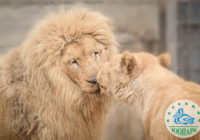 Одеський зоопарк визначив найромантичнішу пару тварин