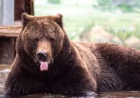 В Одеському зоопарку від сну прокинулися ведмеді