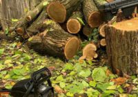 На Одещині виявили правопорушників, які незаконно вирубували дерева в лісах
