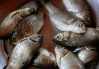 З 1 листопада на Одещині буде заборонено ловити рибу в зимувальних ямах
