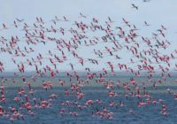 До нацпарку “Тузловські лимани” прилетіла рекордна кількість рожевих фламінго