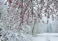 Сніг, ожеледиця та пориви вітру: синоптик розказав про погоду в Україні найближчими днями