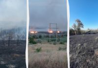 Жахлива пожежа у заповіднику на Одещині: що відомо про долю птахів та тварин