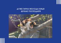 Дуже гарна молода киця  шукає господаря
