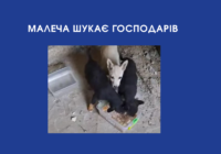 Малеча шукає господарів