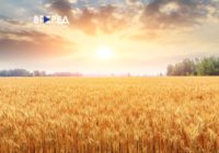 ЖНИВА – 2025: Одещина зібрала перший мільйон тонн зерна!