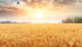 ЖНИВА – 2025: Одещина зібрала перший мільйон тонн зерна! ЖНИВА – 2025: Одещина зібрала перший мільйон тонн зерна!