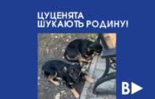 Цуценята  шукають родину!