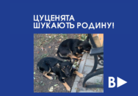 Цуценята  шукають родину!