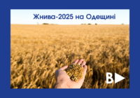 Жнива-2025 на Одещині: скільки зібрали, що втратили і чого бояться фермери