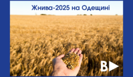 Жнива-2025 на Одещині: скільки зібрали, що втратили і чого бояться фермери