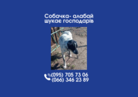 Собачка- алабай шукає господарів