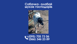 Собачка- алабай шукає господарів Собачка- алабай шукає господарів