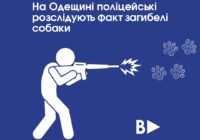 На Одещині поліцейські розслідують факт загибелі собаки