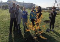 Садимо дерево — садимо майбутнє: у Степовому висадили 52 нові берези Садимо дерево — садимо майбутнє: у Степовому висадили 52 нові берези