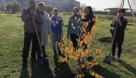 Садимо дерево — садимо майбутнє: у Степовому висадили 52 нові берези