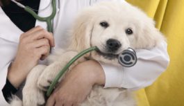 9 грудня — Міжнародний день ветеринарної медицини!
