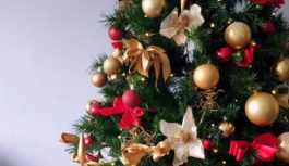 Штрафи за ялинки 2025: від 500 грн до тюрми — що загрожує за незаконну вирубку