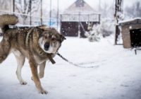 Без ланцюгів та купірування вух: Рада прийняла за основу закон про захист домашніх тварин