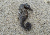 На одеських пляжах виявили масову загибель морських коників На одеських пляжах виявили масову загибель морських коників