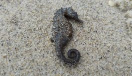 На одеських пляжах виявили масову загибель морських коників