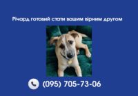 Річард готовий стати вашим вірним другом Річард готовий стати вашим вірним другом