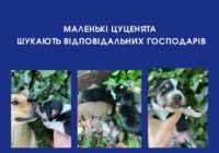Маленькі цуценята шукають відповідальних господарів Маленькі цуценята шукають відповідальних господарів