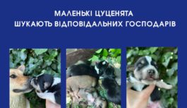 Маленькі цуценята шукають відповідальних господарів